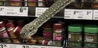 महिला ढूंढ रही थी मसाले, अचनाक सामने आ गया खतरनाक अजगर