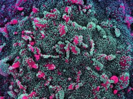 ओमिक्रॉन के लगातार बढ़ रहे मामले (प्रतीकात्मक तस्वीर)